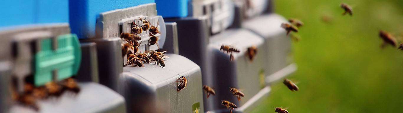 Pszczoły przy wylotkach uli
